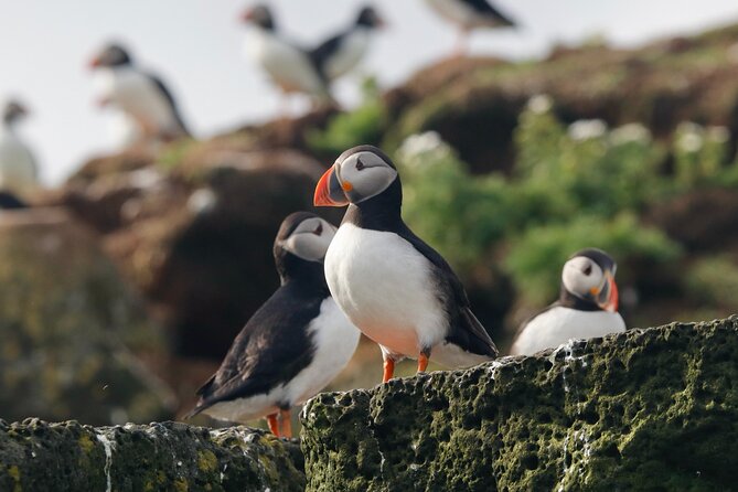Classic Puffin Watching Cruise from Downtown Reykjavík - A Short Puffin Trip From Reykjavik’s Old Harbour