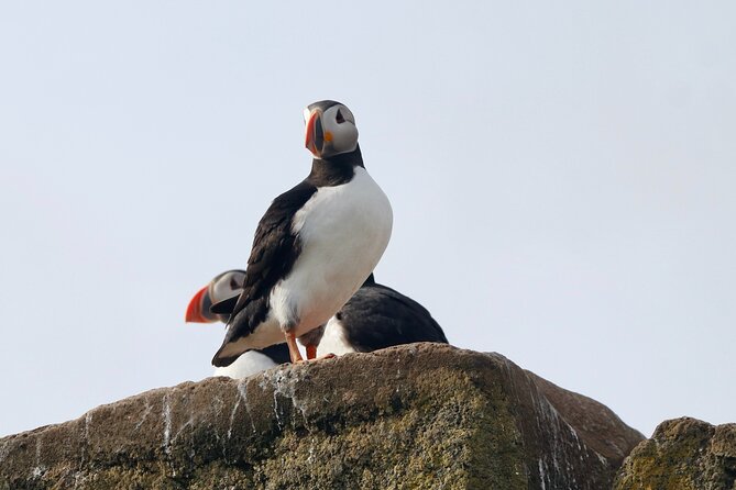 Classic Puffin Watching Cruise from Downtown Reykjavík - Binoculars, Rain Gear, and How to Improve Your Bird Photos