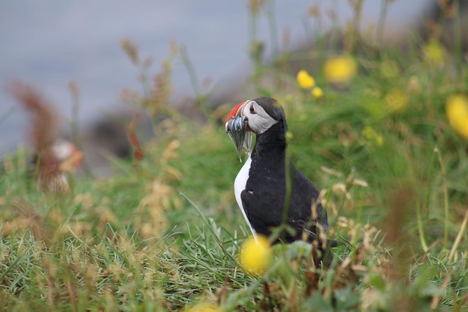 Classic Puffin Watching Cruise from Downtown Reykjavík - The Reykjavík Views You’ll See Between Bird Spots