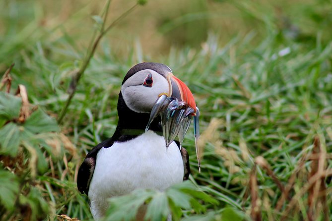 Classic Puffin Watching Cruise from Downtown Reykjavík - The Puffin Island Sail: Engey, Akurey, or Lundey