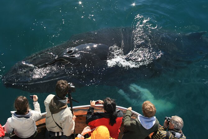 Classic Whale Watching from Dalvík Near Akureyri - Key points before you go