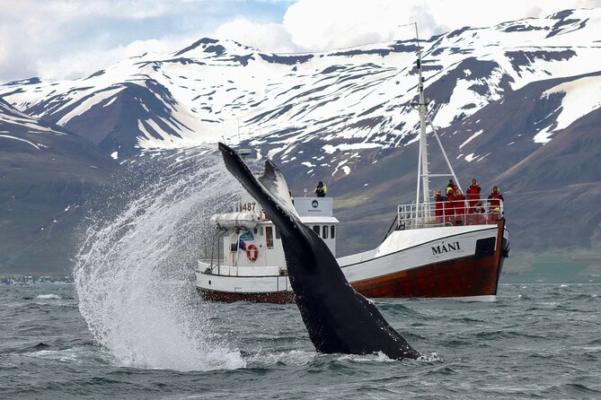 Classic Whale Watching from Dalvík Near Akureyri - Dalvík to Eyjafjörður: what makes this whale route work