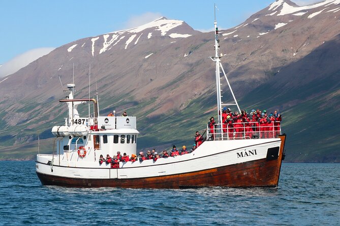 Classic Whale Watching from Dalvík Near Akureyri - Eyjafjörður spotting: humpbacks and more in the same waters