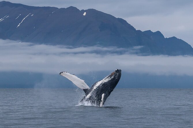 Classic Whale Watching from Dalvík Near Akureyri - Cruising near Hrisey Island: a scenic bonus during the hunt