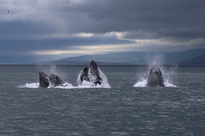 Classic Whale Watching from Dalvík Near Akureyri - English guide and a group of up to 60