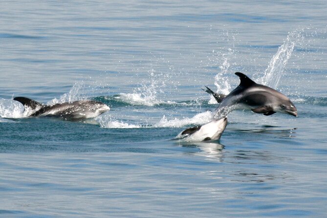 Classic Whale Watching from Dalvík Near Akureyri - Price and value: where your money goes