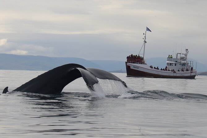 Classic Whale Watching from Dalvík Near Akureyri - Weather reality: what to do when the forecast turns