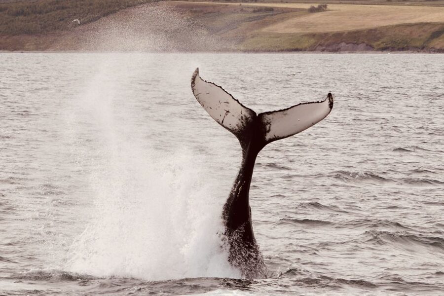 Dalvík: Whale Watching Speedboat Tour - Who should skip this speedboat, and who will love it