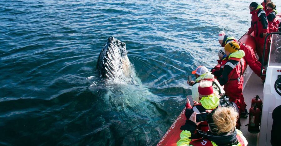 Dalvík: Whale Watching Speedboat Tour - Quick facts: 2 hours, max 12 people, English guide