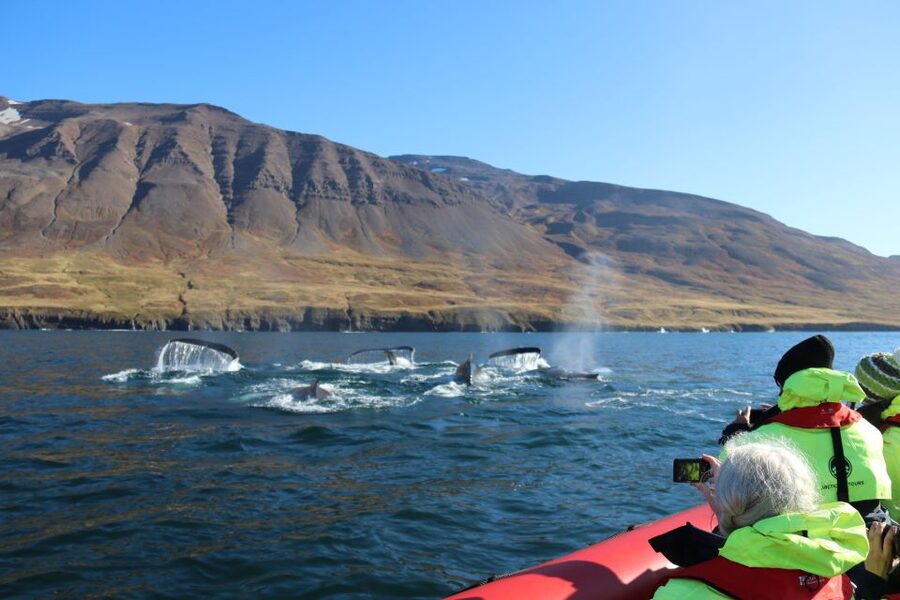 Dalvík: Whale Watching Speedboat Tour - The rib ride and suspension seats: how comfort works on a fast boat