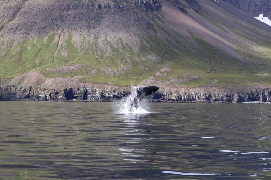 Dalvík: Whale Watching Speedboat Tour - Out on the water, first 30 minutes in Eyjafjordur