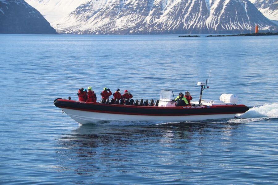 Dalvík: Whale Watching Speedboat Tour - The main event: 45 minutes for whales and dolphins