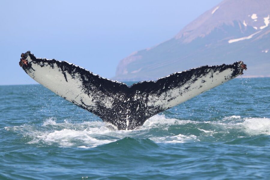 Dalvík: Whale Watching Speedboat Tour - Return cruise with puffins, seals, and more marine life