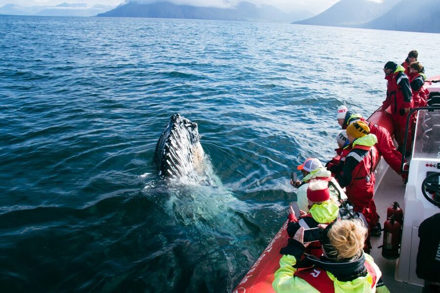 Dalvík: Whale Watching Speedboat Tour - Gear and what to bring: coveralls, vest, goggles, plus your warm layer