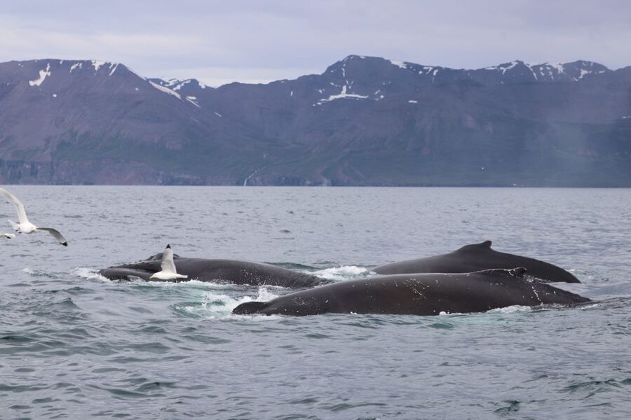 Dalvík: Whale Watching Speedboat Tour - Price and value: what $165 gets you in 2 hours