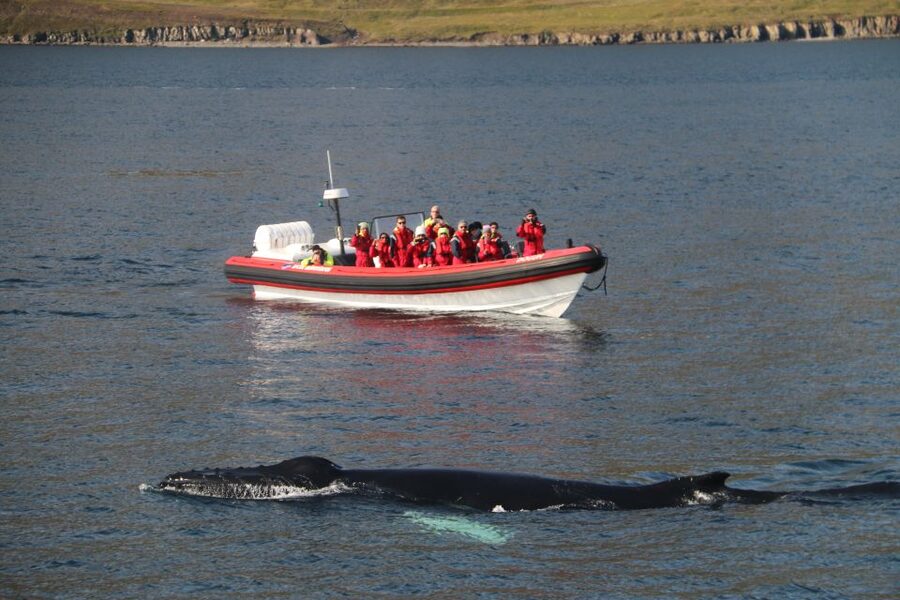 Dalvík: Whale Watching Speedboat Tour - Meeting at Hafnarbraut 22, then a short safety briefing
