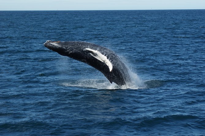 Deluxe Whale Watching and Whales of Iceland Exhibition Combo from Reykjavik - Spotting odds: minke, humpback, dolphins, and porpoises