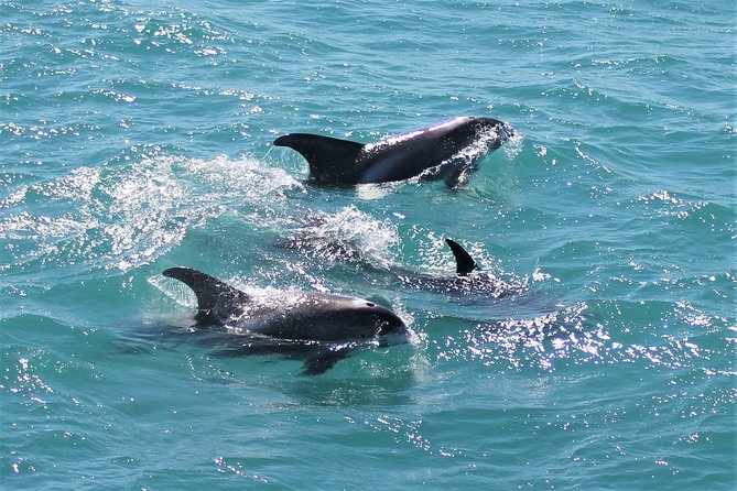 Deluxe Whale Watching and Whales of Iceland Exhibition Combo from Reykjavik - Whales of Iceland: the museum bonus that turns the day into more than luck