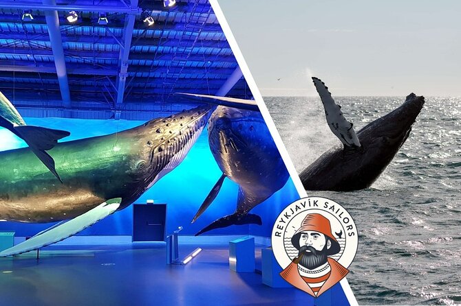 Deluxe Whale Watching and Whales of Iceland Exhibition Combo from Reykjavik - How to enjoy both halves without stress