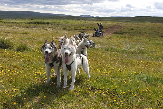 Dog Sledding and Mushing Experience by Siberian Husky in Iceland - Key things to know before you go