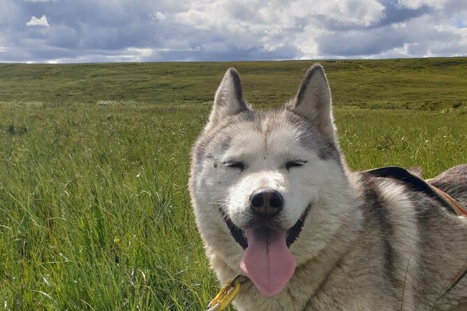 Dog Sledding and Mushing Experience by Siberian Husky in Iceland - Meeting at Snow Dogs Vallholt near Lake Mývatn