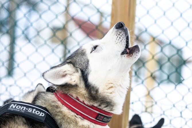 Dog Sledding Tour near Akureyri - Key Highlights You Should Know
