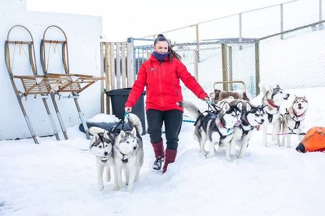 Dog Sledding Tour near Akureyri - Husky Greeting North of Akureyri: Meeting Time That Sets the Mood