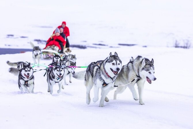 Dog Sledding Tour near Akureyri - After the Ride: Cuddling Time and a Hot Drink Reset