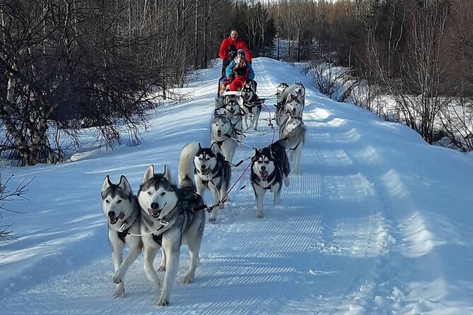 Dog Sledding Tour near Akureyri - Price, Value, and Why This Is Not a Cheap Add-On