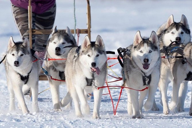 Dog Sledding Tour near Akureyri - What You Should Expect Day-of (And What to Watch Out For)