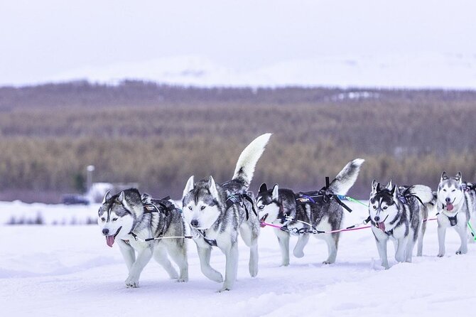 Dog Sledding Tour near Akureyri - Who This Tour Is Best For