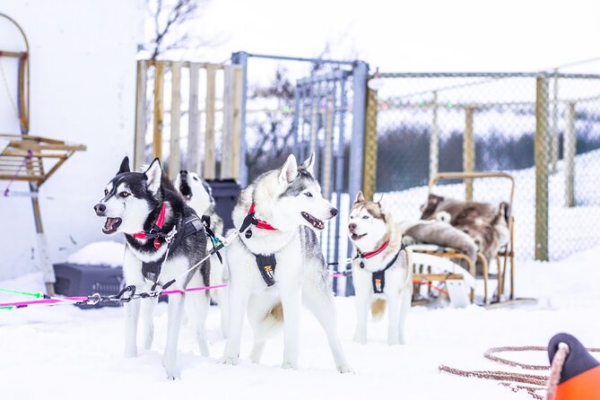 Dog Sledding Tour near Akureyri - The 2-Hour Private Sled Ride Through Forest and Fjord Views