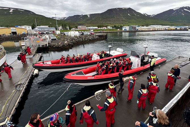 Express Whale Watching in Dalvik - Key points before you book