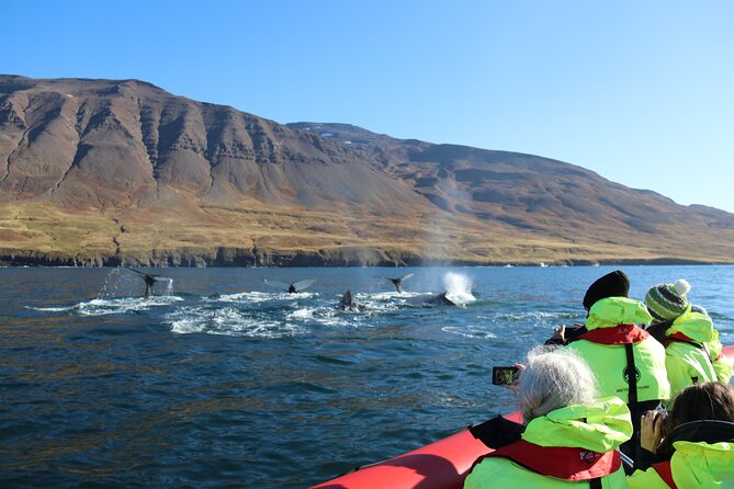 Express Whale Watching in Dalvik - How Long It Really Takes, and What to Expect From the Pace