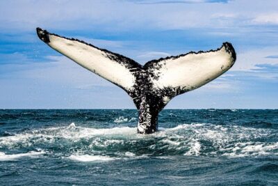 Express Whale Watching in Dalvik