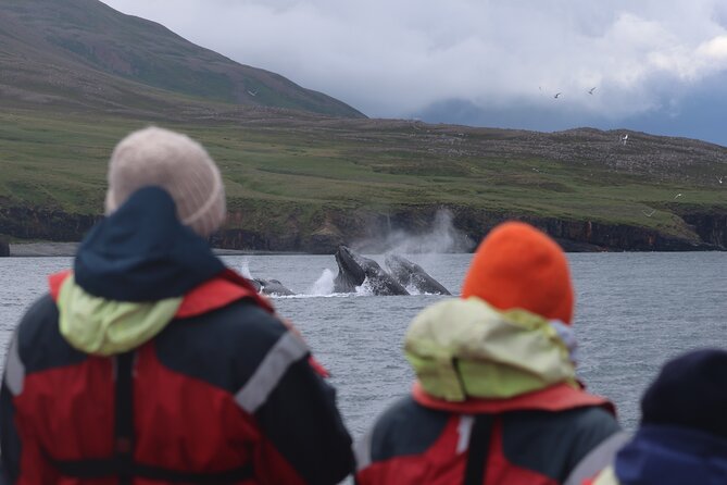 Express Whale Watching in Dalvik - Price and Value: Is $168.58 Worth It?