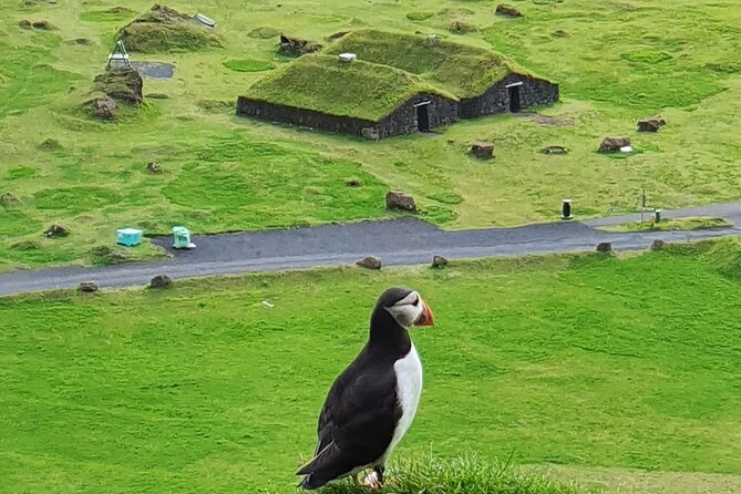 Eyjascooter Puffin Tour in Iceland - Key things to know before you book the Eyjascooter Puffin Tour