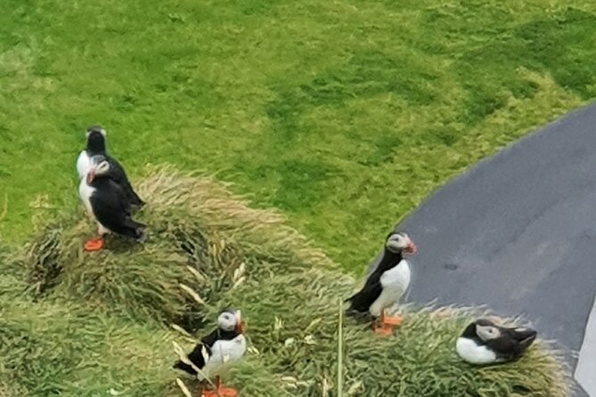 Eyjascooter Puffin Tour in Iceland - Skildingavegur 16 to puffins, all in about 1 hour 45 minutes