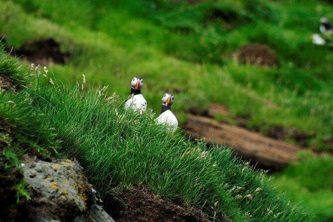 Eyjascooter volcano tour in Westman Island - Key highlights you’ll actually notice