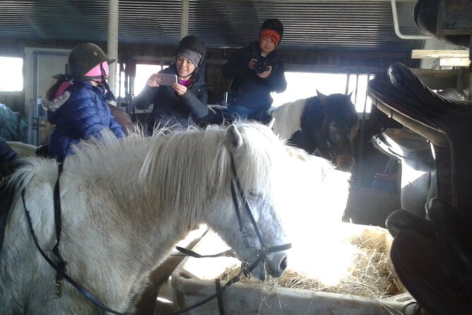 Family Horse Riding Tour in Thorlakshofn - Key things to know before you book Alhestar Horse Rental and Tours