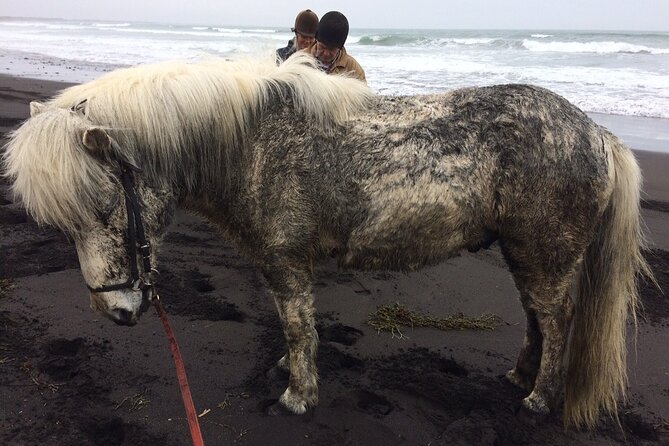 Family Horse Riding Tour in Thorlakshofn - What medium difficulty means for you in real life
