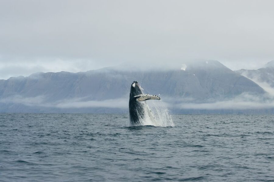 From Dalvik: Arctic Whale Watching in Northern Iceland - Key things to know before you go