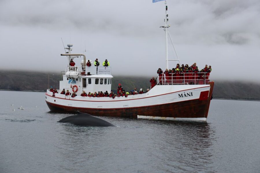 From Dalvik: Arctic Whale Watching in Northern Iceland - FAQ