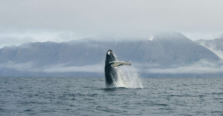 From Dalvik: Arctic Whale Watching in Northern Iceland - Eyjafjörður whale watching from Dalvík, and why it works