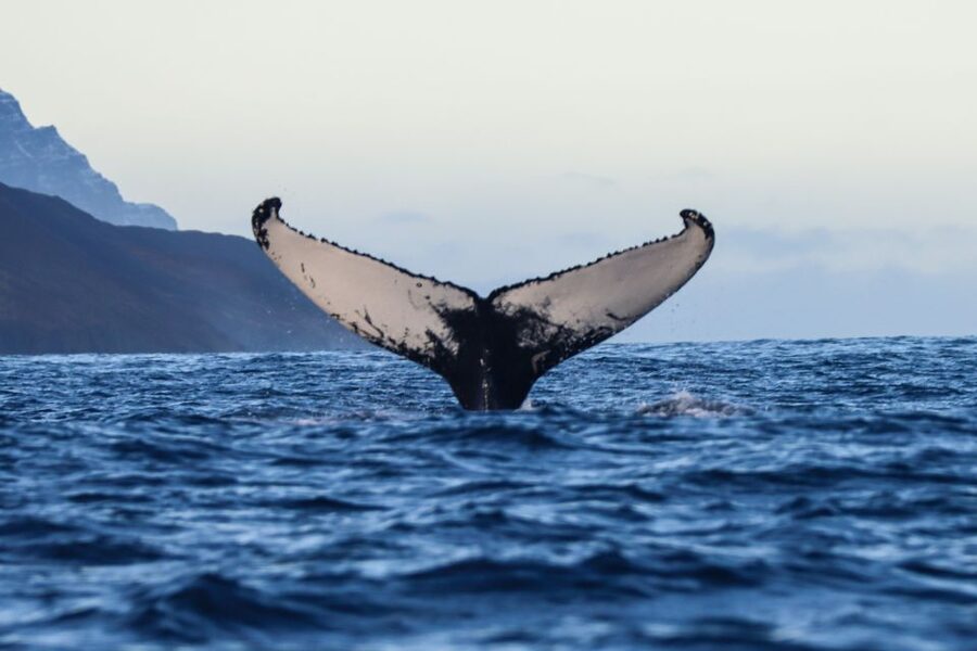 From Dalvik: Arctic Whale Watching in Northern Iceland - What whales and dolphins you can realistically hope for