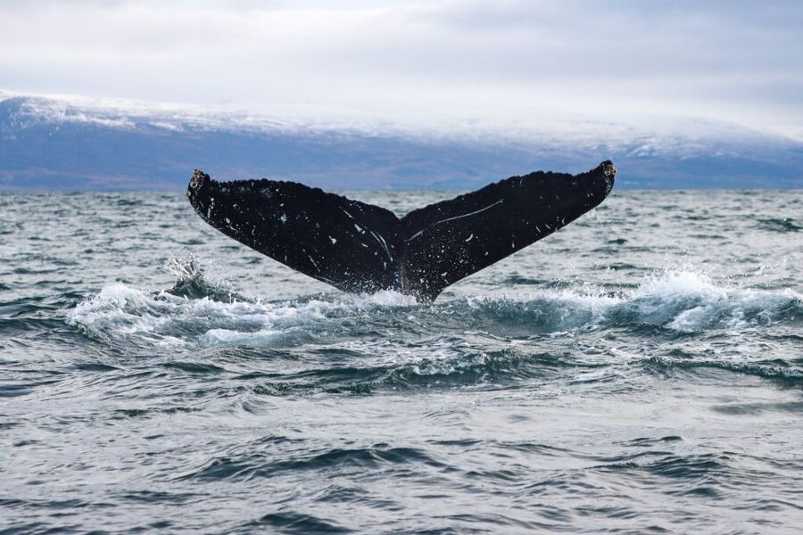 From Dalvik: Arctic Whale Watching in Northern Iceland - The guide and captain spotting game: what you should expect
