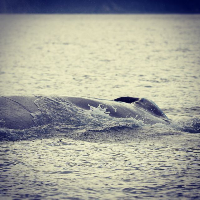 From Dalvik: Arctic Whale Watching in Northern Iceland - Weather, clothing, and why coveralls make or break the day
