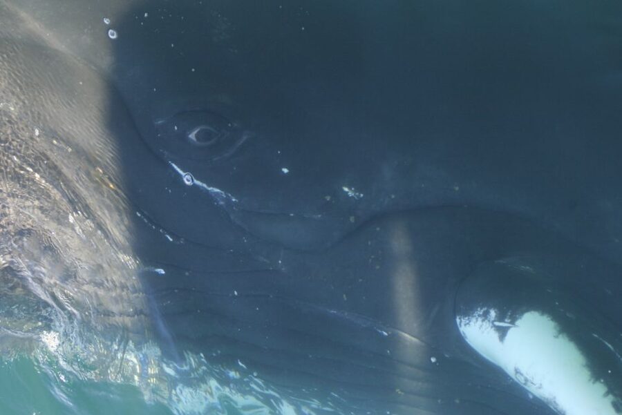 From Dalvik: Arctic Whale Watching in Northern Iceland - Onboard comfort and the small treats that keep you going