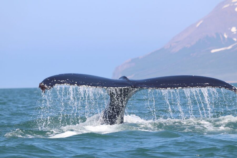 From Dalvik: Arctic Whale Watching in Northern Iceland - Price and value at about $94 per person