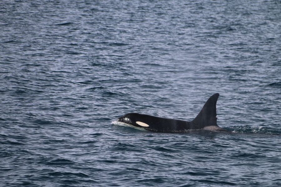 From Dalvik: Arctic Whale Watching in Northern Iceland - Should you book Arctic Sea Tours from Dalvík?
